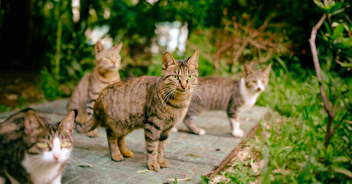 chats