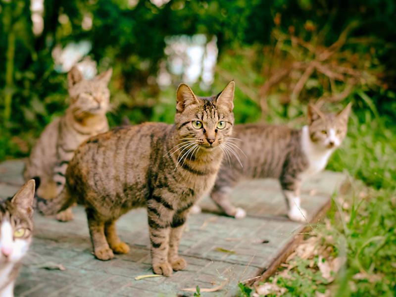 CHATS ERRANTS - UNE PRISE DE CONSCIENCE 